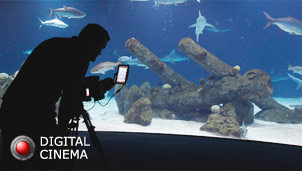 Sky Factory photographer recording digital fish tank scene in an aquarium