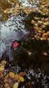 Autumn Reflecting Pool